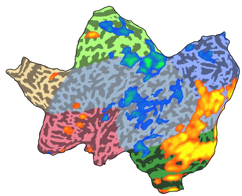 Example of a flatmap, left hemisphere